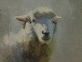 A sketch of a sheep at Willow Hawk Farm in Lovettsville, VA